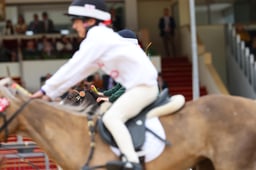 H31_1565 2026