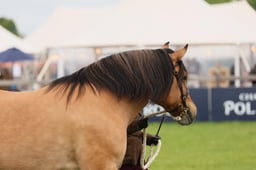 S29_0462 2026