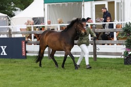 W29_0606 2026