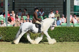 S61_0442 2026