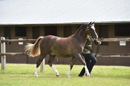 CLH73 Welsh C Yearling Colt