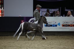 Miniature Horse Championship