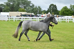 CLH50 New Forest 2-3 yrs ColtFillyGelding