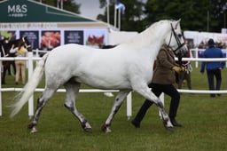523 Stallions & Geldings