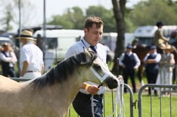 76 Yearling Filly or Gelding