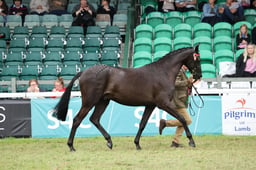 129 Best Stallion Colt or Gelding