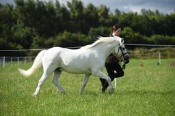 36 Welsh A Barren Mare or Gelding