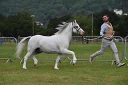 CLH62 Welsh A Stallion