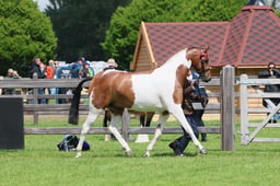 S28_8806 2026