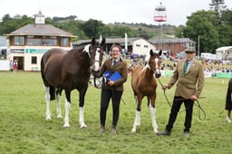 125 Brood Mares