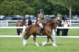 H83 Ridden Welsh C & D