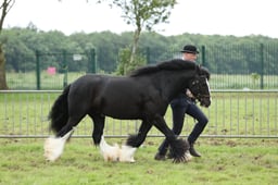 133 Gypsy Cob Senior In Hand