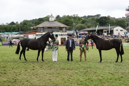 Welsh Part Bred Championships