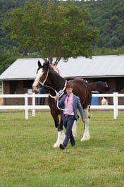 H271 Shire Brood Mare