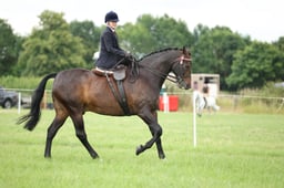 102 Ladies Side Saddle