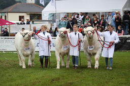 Exhibitor Bred Team of 3 - Contintental Beef