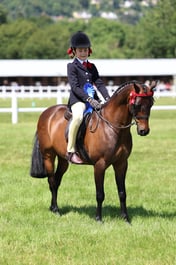 H170-169 HOYS SP MINI CHAMPIONSHIP