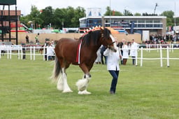 405 Yearling or 2yo Gelding