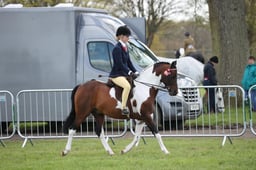 25 RiddenPlaited Ponies