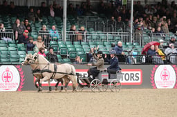 Double Harness Scurry