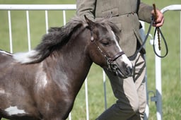 H220 HOYS Miniature Stallion