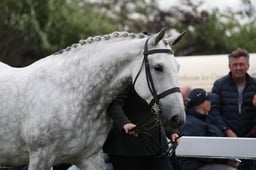 Irish Draught Breeding