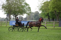 The Freedman Harness Hackney Championship