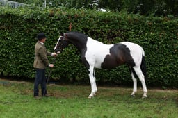 M45_3628 2026