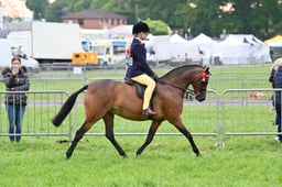 70&1 Open Show Pony Championship