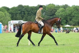 18 Novice Ridden Hack