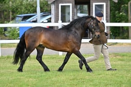 CLH58 Dartmoor Gelding