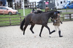 CL93 Novice Ex-Racehorse