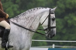 S37_6374 2026