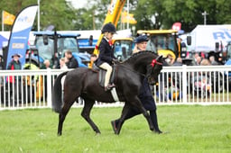 72 RIHS Show Pony Lead Rein