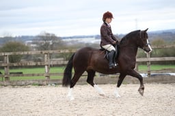 CL96 Novice Ridden M&M