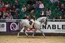 133cm Show Hunter Pony of the Year