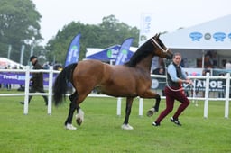 Welsh D Championship