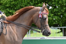 121 Ridden Pure Bred Arab Males