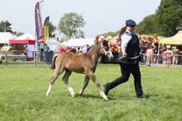 E34_1531 2026
