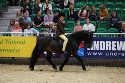 M&M Ridden Dartmoor Pony of the Year