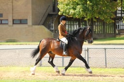 CH102L M&M Ridden Large Breed Championship