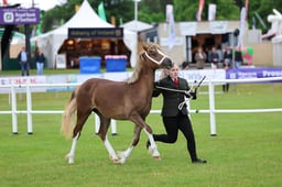 497 Yearlings
