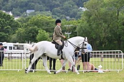 A43_2154 2026