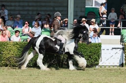 S61_0741 2026