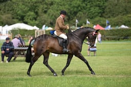 12 HOYS Large Riding Horse