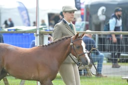 527 Yearlings