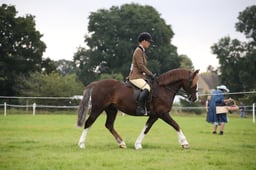 HOYS M&M Ridden Pony Championship