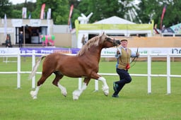 Welsh C Championship