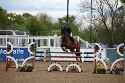 CL14 Senior Foxhunter FR