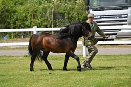 CLH59 Dartmoor Stallion